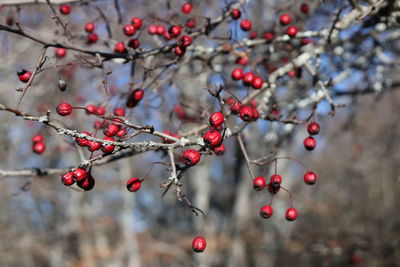 Close-up of berries on tree