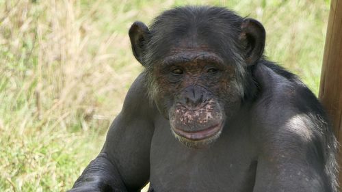 Close-up portrait of chimpanzee on land at zoo