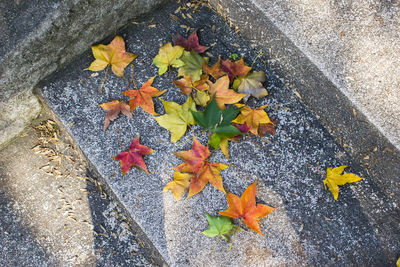 High angle view of maple leaves on footpath