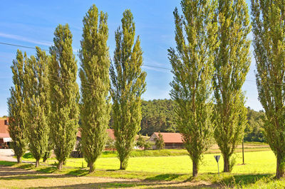 Trees on field against sky