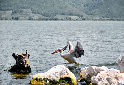 Birds flying over lake