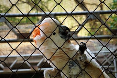 Bird in cage seen through chainlink fence