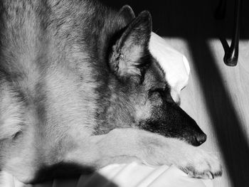 Close-up of a dog