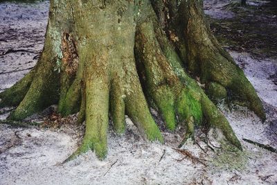 Close-up of moss growing on tree trunk