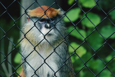 Close-up of monkey in cage seen through chainlink fence