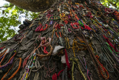 Low angle view of ropes hanging on tree