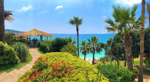 Scenic view of palm trees by sea against sky