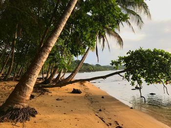 Trees on beach against sky