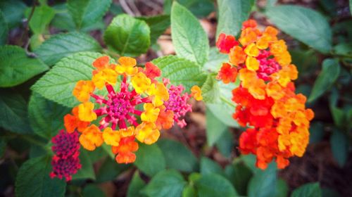 Close-up of fresh orange flowers blooming in park