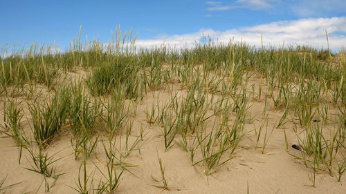 natural environment