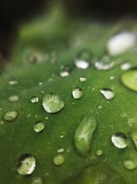 Close-up of raindrops on leaves
