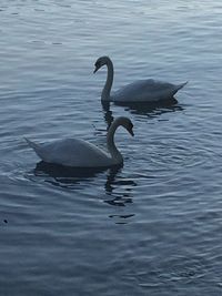 Swan swimming in lake