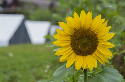 Close-up of sunflower