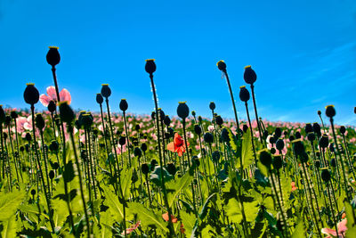 Close-up of flowering plants against clear blue sky