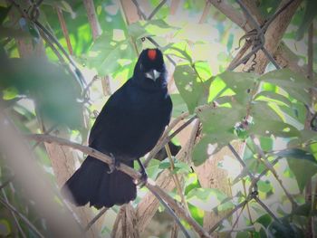 Bird perching on tree