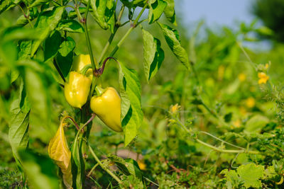 Yellow bell pepper on the pepper tree, sweet pepper download