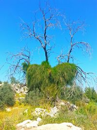 Trees on landscape against clear blue sky