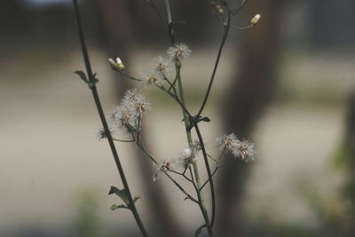 Close-up of wilted plant