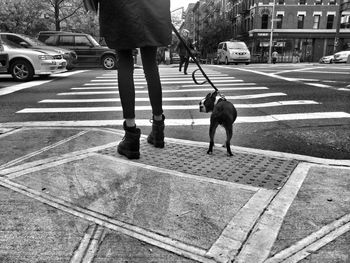 Low section of woman holding french bulldog in front of zebra crossing