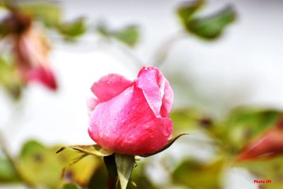 Close-up of pink rose