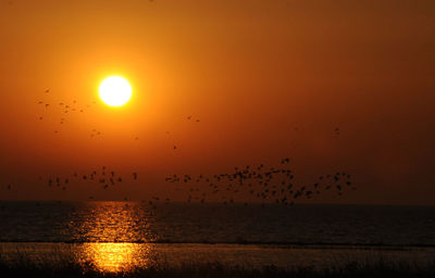 Silhouette birds flying over sea against orange sky