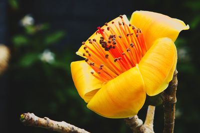 Close-up of yellow flowers