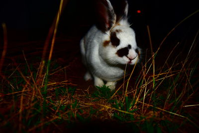 Close-up of a cat looking away