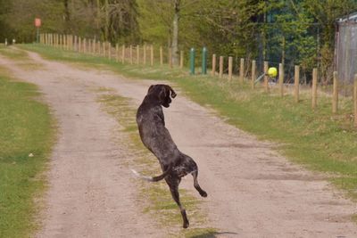 Dog jumping for ball