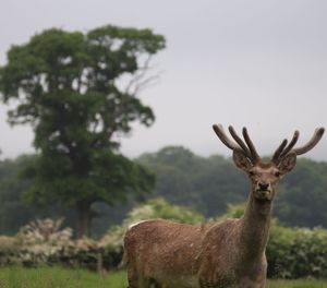 Portrait of deer