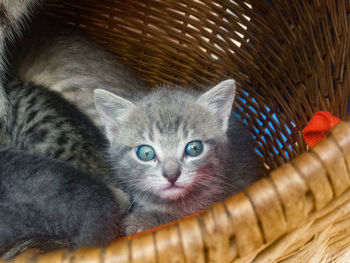 Close-up portrait of kitten in basket