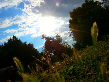 Low angle view of trees against sky