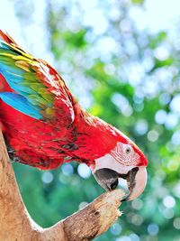 bird