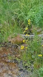 Close-up of yellow flower on grass