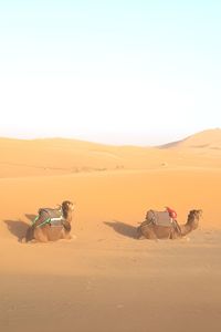 Horse cart on sand dune