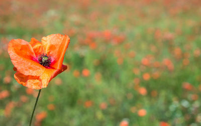 Close-up of insect on flower