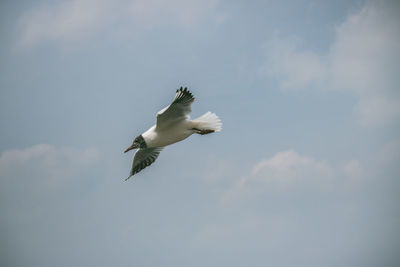 Low angle view of seagull flying in sky