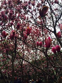 Low angle view of pink flowers