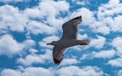 Low angle view of bird flying against sky