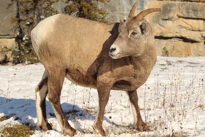 Deer standing in a field