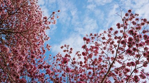 Low angle view of pink flowers