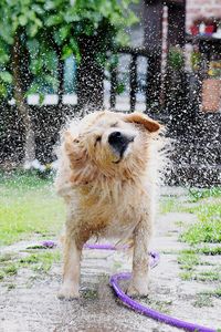 Dog standing in water