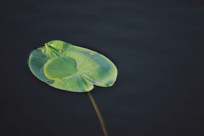 Close-up of lotus water lily in lake