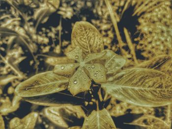 Close-up of water drops on flowering plant