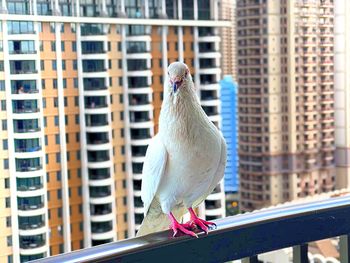 Low angle view of bird perching on railing