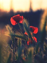 Close-up of red flower on field during sunset