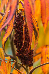 Close-up of wilted flower