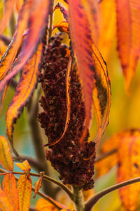 Close-up of wilted flower