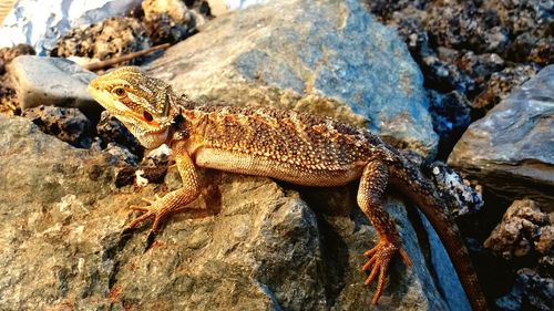 Close-up of lizard on rock