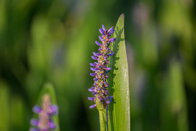 Close-up of lavender