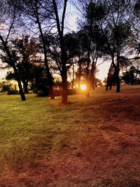 Trees on field against sky at sunset